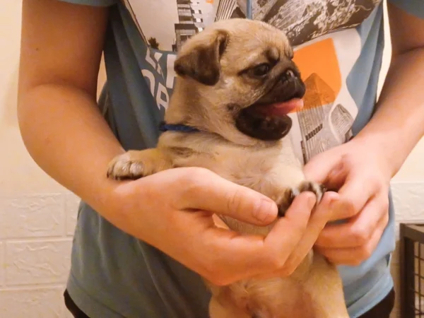 BUJF26pug241226a Dexter