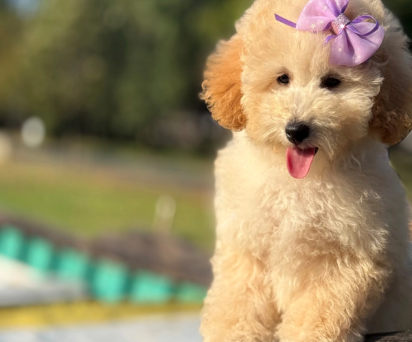 Halle Berry – Toy Poodle