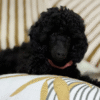 Yubaba – Toy Poodle