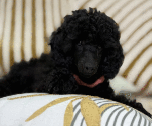 Yubaba – Toy Poodle