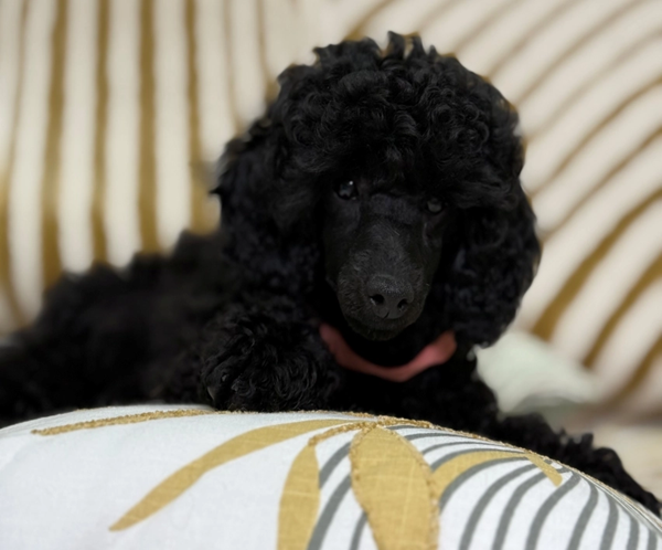 Yubaba – Toy Poodle