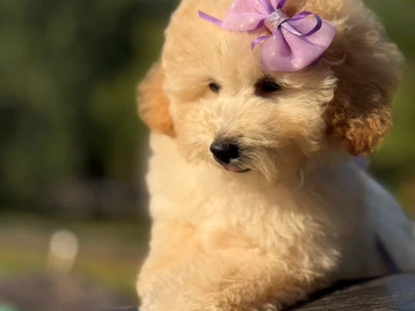 Halle Berry – Toy Poodle