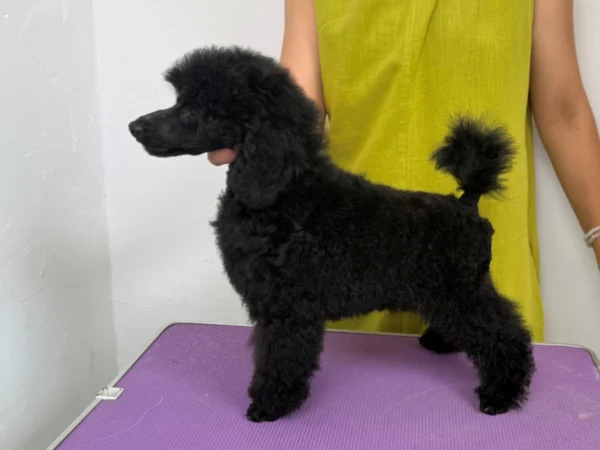 Yubaba – Toy Poodle