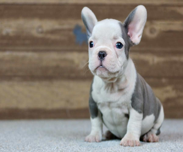 Barkha1 Barkha, the precious