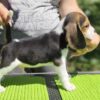 Peanut – Beagle