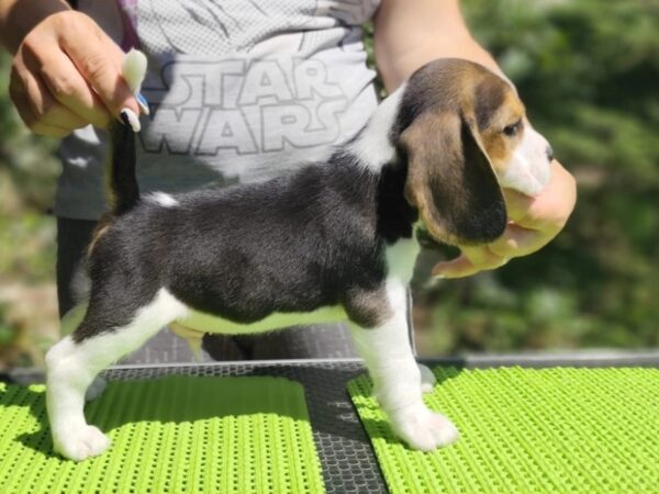 Peanut – Beagle
