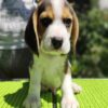 Peanut – Beagle