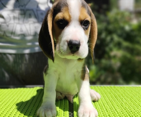 Peanut – Beagle
