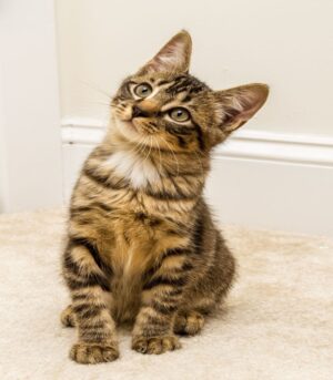 Big Handsome Maine Coon Cat With High Ears and a Spectacular Fur Coat