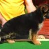 HORwww The Littlest Hobo – German Shepherd Dog