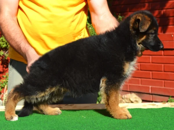 HORwww The Littlest Hobo – German Shepherd Dog