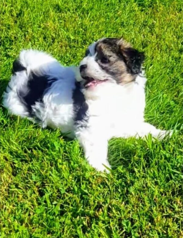 ❤️Rare Biewer Yorkshire x Maltese puppies (Malbie's) puppy