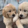 Premium Show Quality IKC Registered Golden Retriever puppies