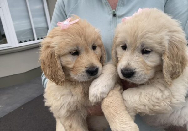 Premium Show Quality IKC Registered Golden Retriever puppies