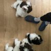 Adorable vaccinated Sprocker Spaniel x Maltese puppies cork 2 males
