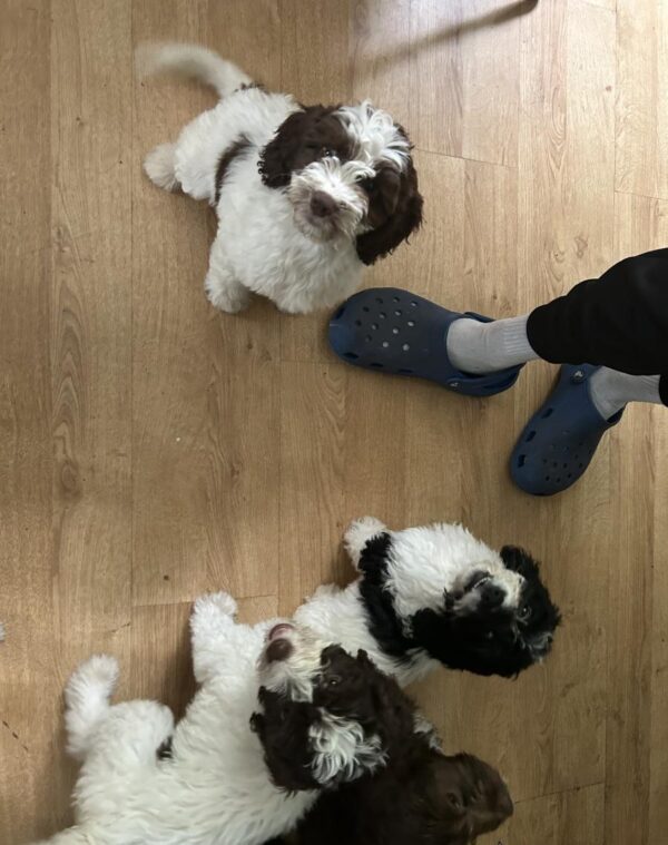 Adorable vaccinated Sprocker Spaniel x Maltese puppies cork 2 males
