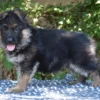 SZHL34gsd250628_F3_13.jpg.852.639.1 Bullet – German Shepherd Dog