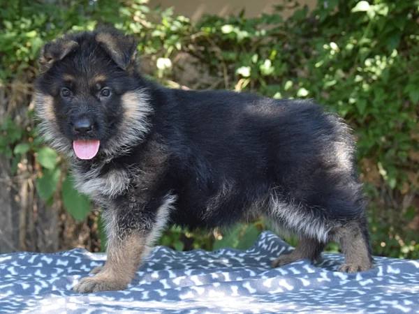 SZHL34gsd250628_F3_13.jpg.852.639.1 Bullet – German Shepherd Dog