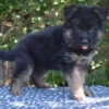 Gretchen – German Shepherd Puppy