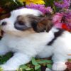 ❤️Rare Biewer Yorkshire x Maltese puppies (Malbie's) puppy