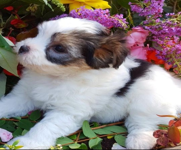 ❤️Rare Biewer Yorkshire x Maltese puppies (Malbie's) puppy