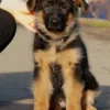 UA38sa Jaws – German Shepherd puppy