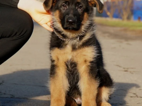 UA38sa Jaws – German Shepherd puppy
