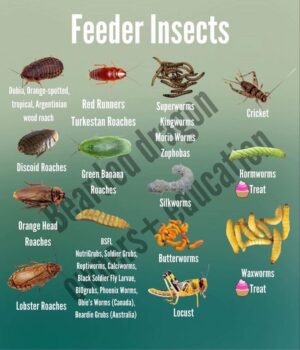 a7e97a2a2c 9 Lives Seafood & Poultry Favorites Variety Pack Canned Cat Food, 5.5-oz, case of 24