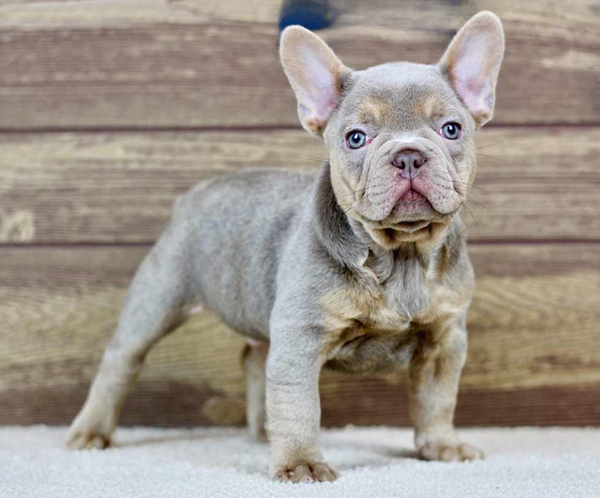 adam1 Adam, the player