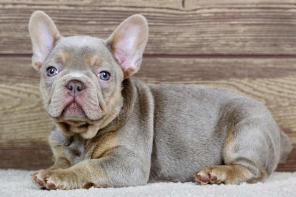 adam2 Adam, the player