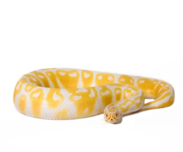 albino-ball-python-for-sale Albino Ball Python for Sale