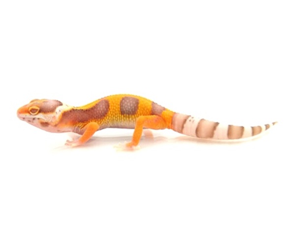 albino-leopard-gecko-for-sale Albino Leopard Gecko