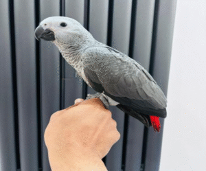 Baby African grey