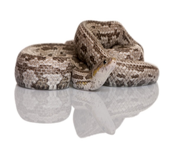 bairds-rat-snake-for-sale Bairds Rat Snake for Sale