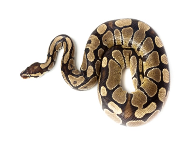 ball-python-for-sale Ball Python for Sale