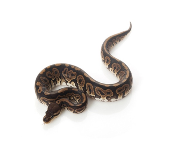black-pastel-ball-python-for-sale Black Pastel Ball Python for Sale