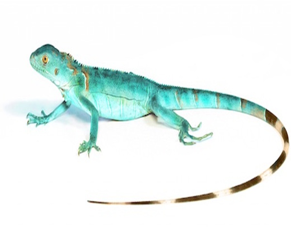 Blue Axanthic Iguana for Sale