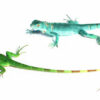 Blue Axanthic Iguana for Sale