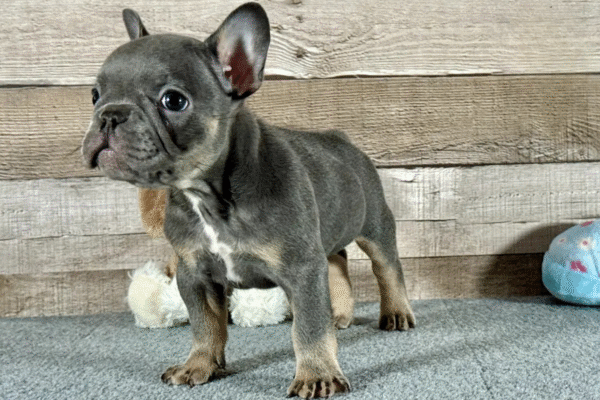 blueberry1 Blueberry