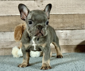 blueberry2 Blueberry