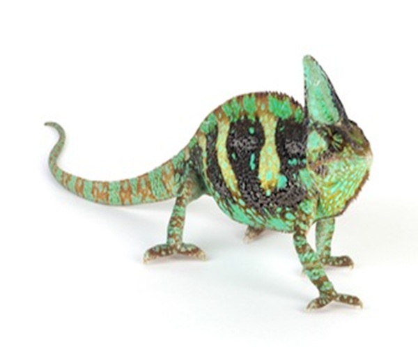 buy-chameleon-for-sale Chameleons for Sale