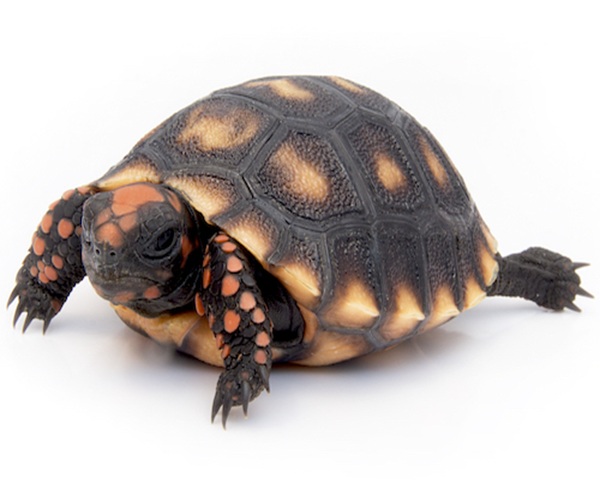cherry-head-red-foot-tortoise-for-sale Cherry Head Red Foot Tortoise for Sale