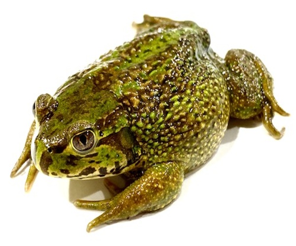 chilean-wide-mouthed-toad-for-sale Chilean Wide Mouthed Toad for Sale