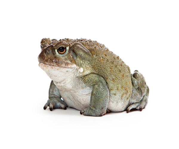 colorado-river-toad-for-sale Colorado River Toad for Sale