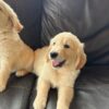e7243bfa-5c8b-4a6 Golden Retriever puppies