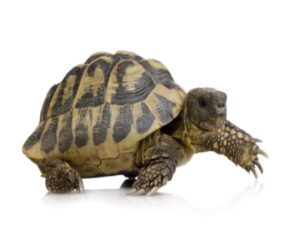 hermans-tortoise-for-sale Hermans Tortoise for Sale