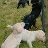 img20250813102355 Excellent pedigree Labrador retriever puppies