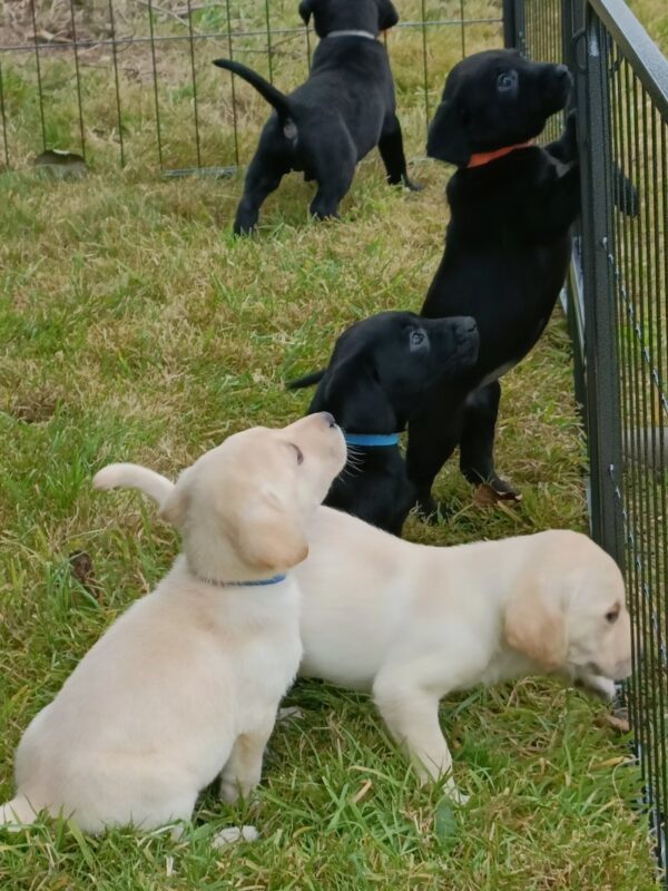 img20250813102355 Excellent pedigree Labrador retriever puppies