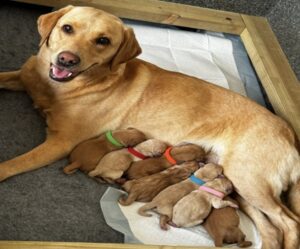 7 Cute Baby Labradors Available