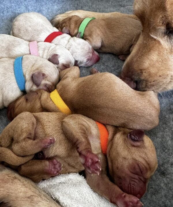 img_2597 7 Cute Baby Labradors Available